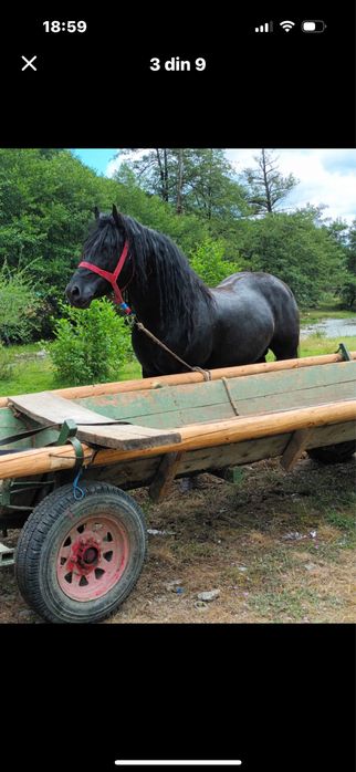 Armăsar de vanzare urgentt !!