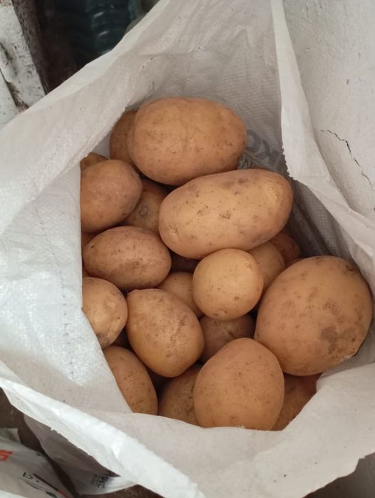 Рродаю домашний картофель желтый сорт Гала