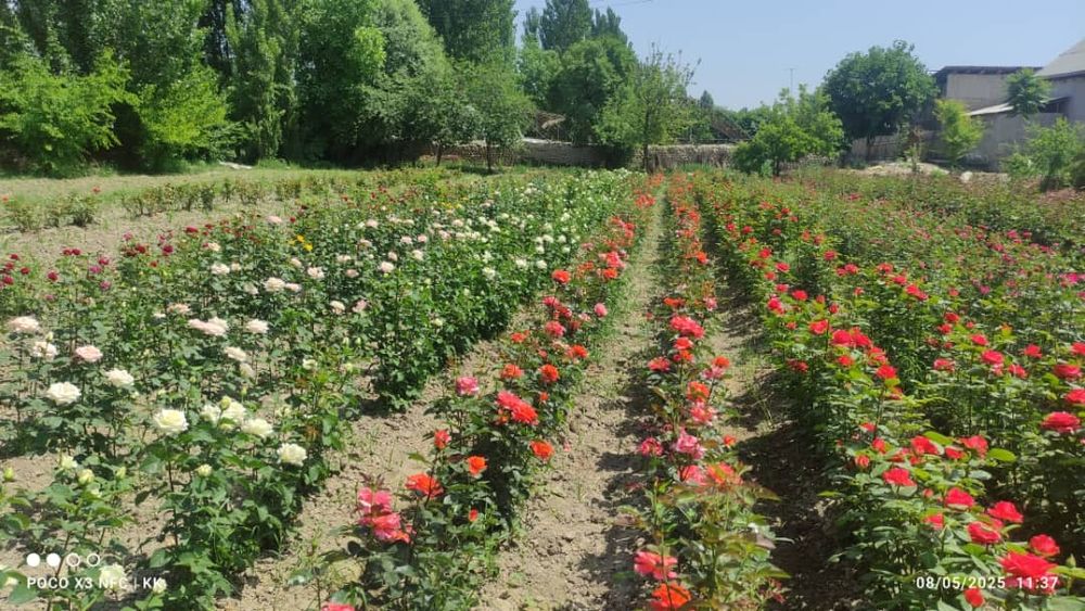 2.500 so'm kelishamz