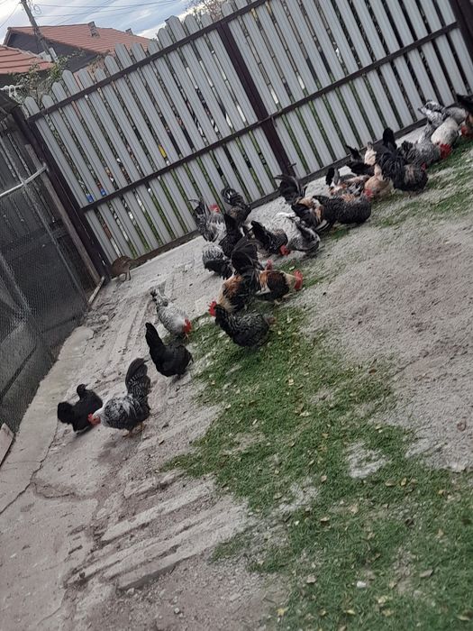 De vânzare gainuse chabo sau schimb cu cereale