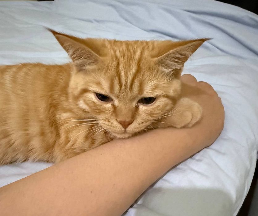 Вязка кота, нужна кошка