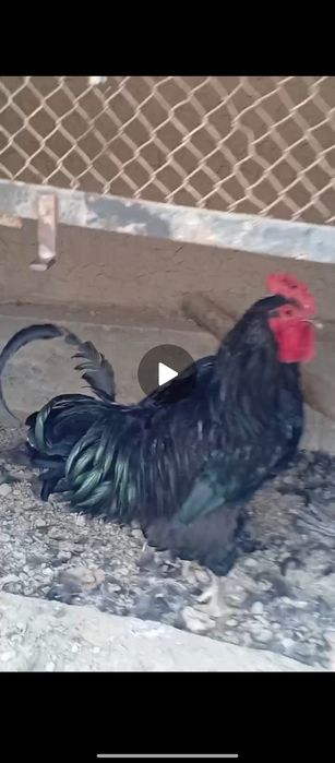 Qorashaxzoda xoʻrozi sotiladi