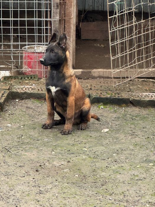 ciobanesc belgian malinois