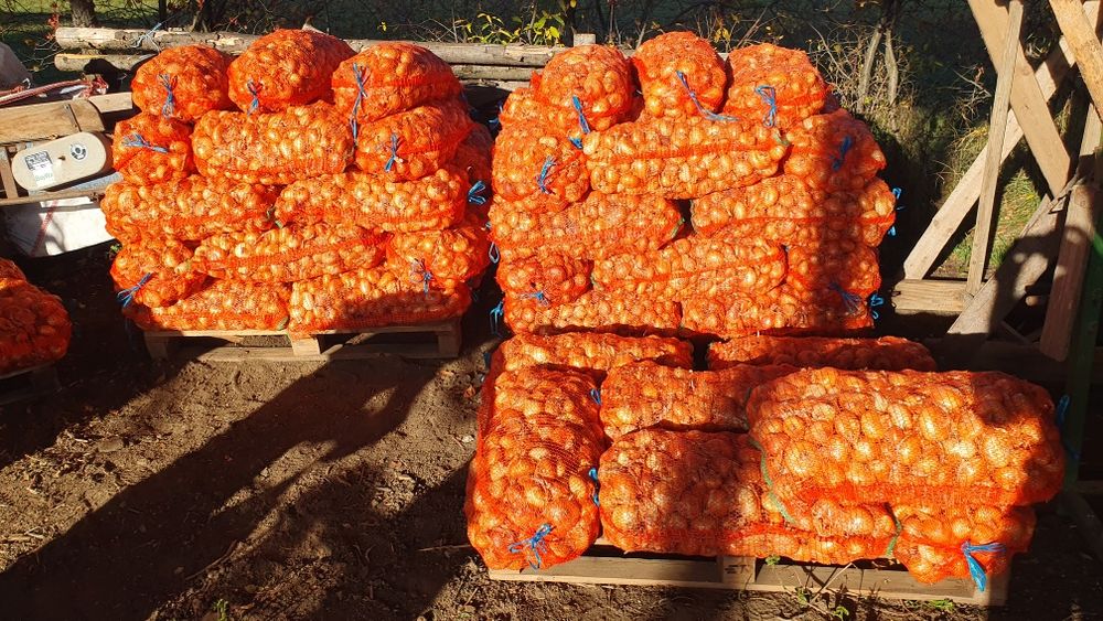 Ceapa plata Stuttgarter din arpagic, ambalat 03 noiembrie