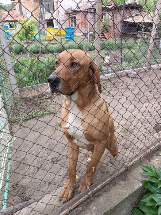 Продавам гонче на 2г и 6м