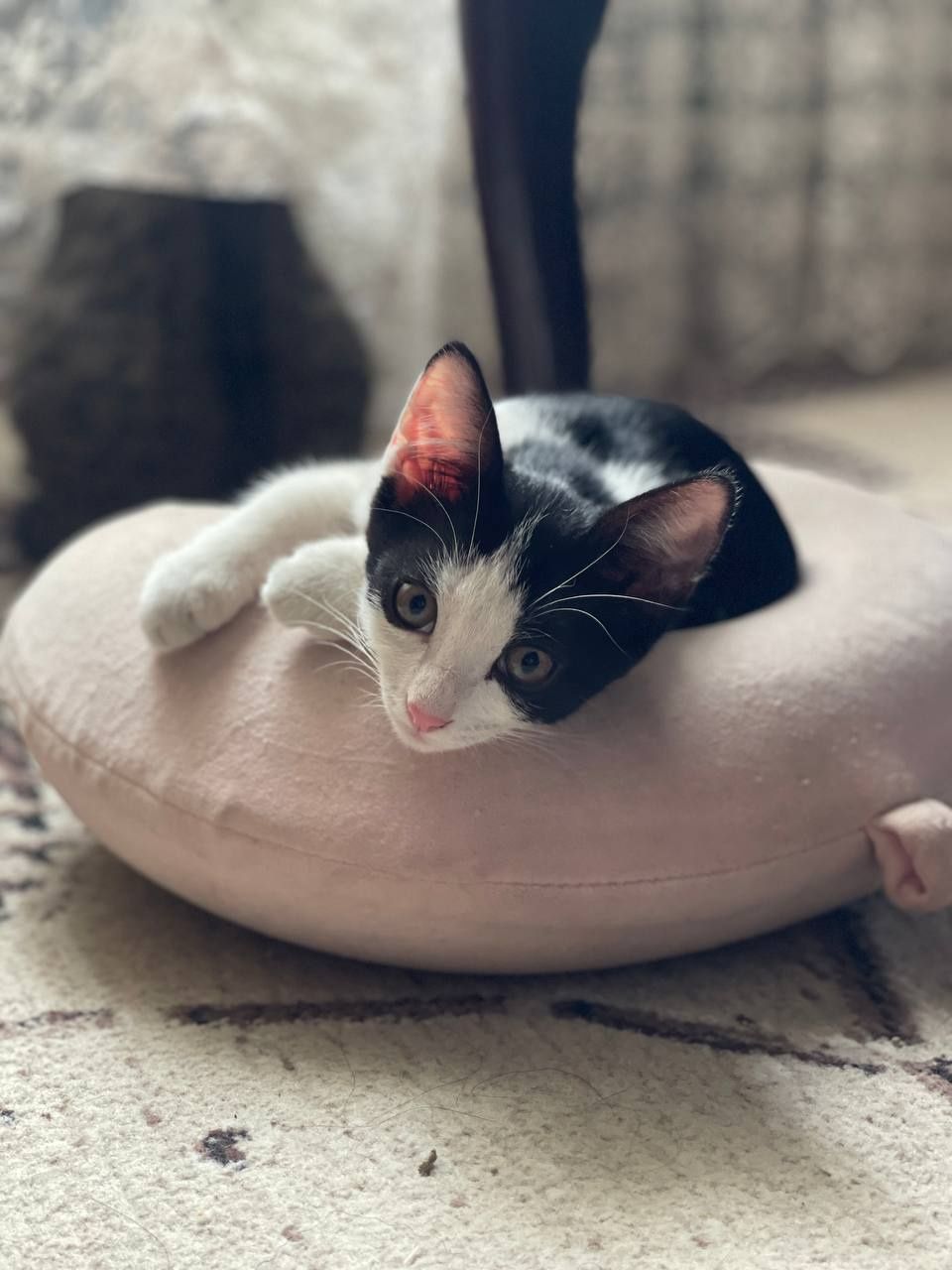 Котята бесплатно