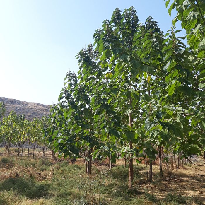 Павлония кучатлари