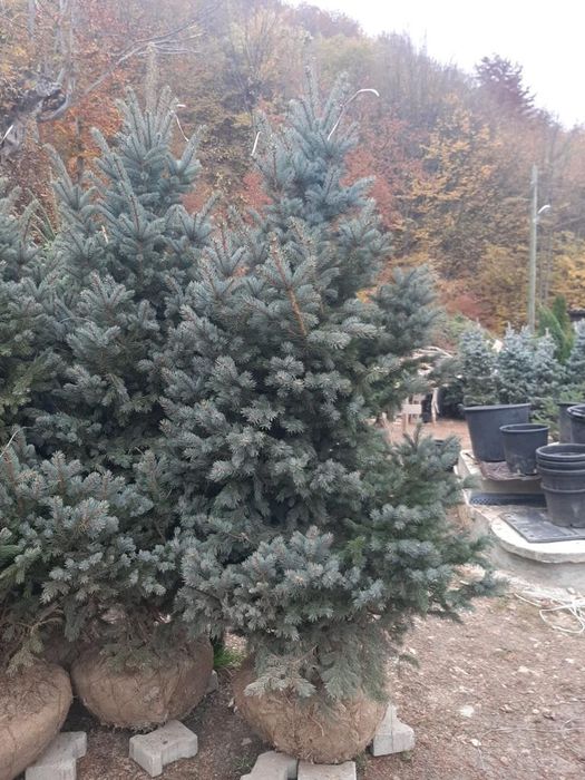 vindem copaci,mesteacăn tei paltin stejar brazi etc