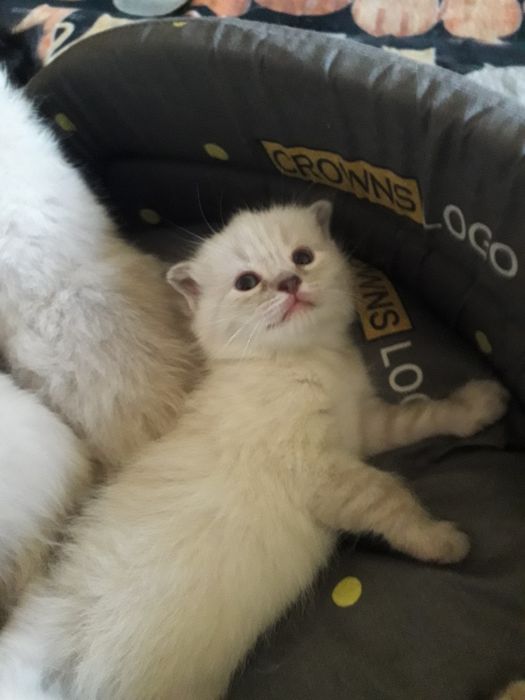 Открыта бронь, на котят.Порода: Невская Маскарадная.