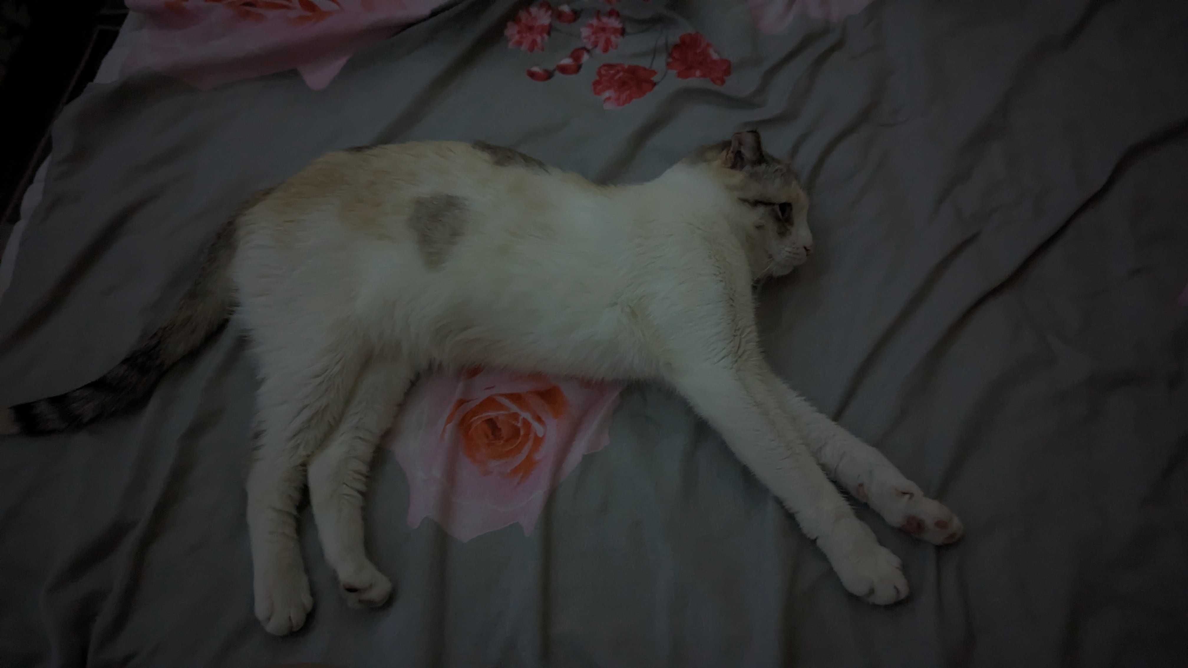 Потерялась кошечка
