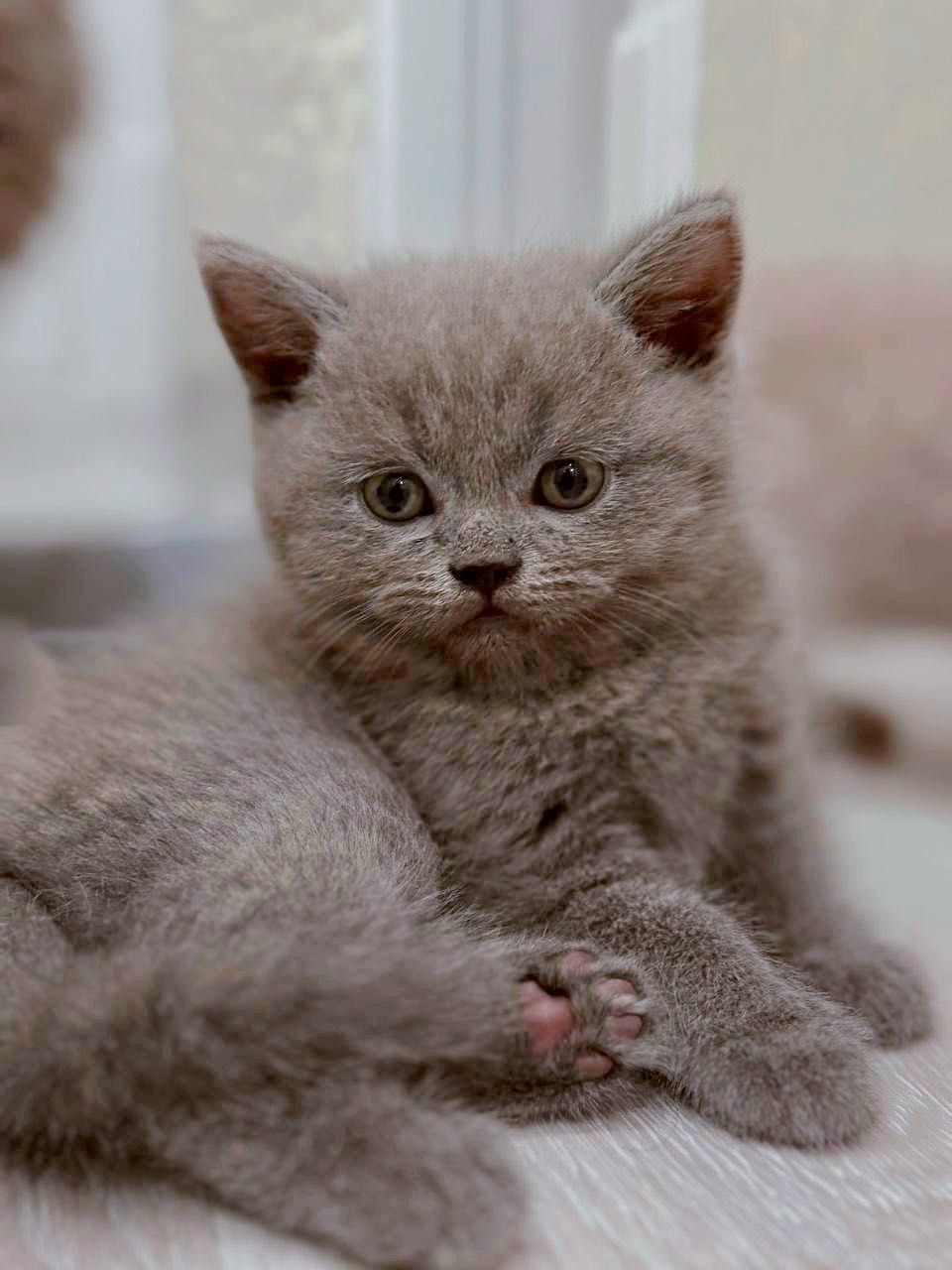 British shorthair