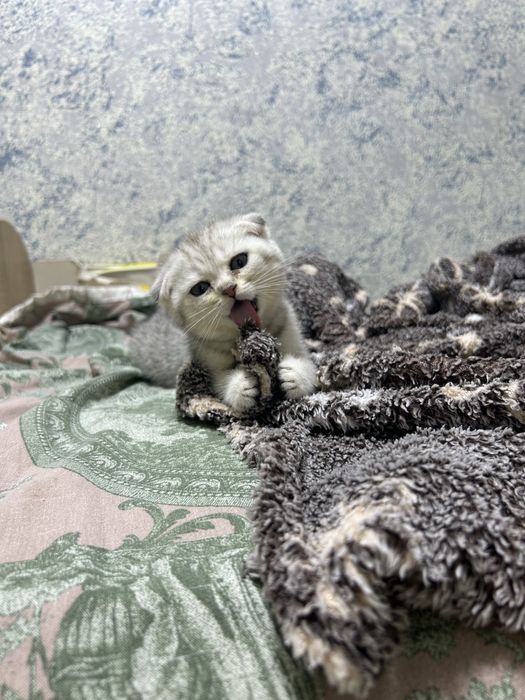 Продам котенка город уральск