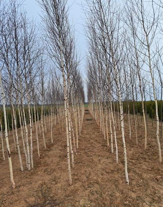 Vand brazi plante ornamentale