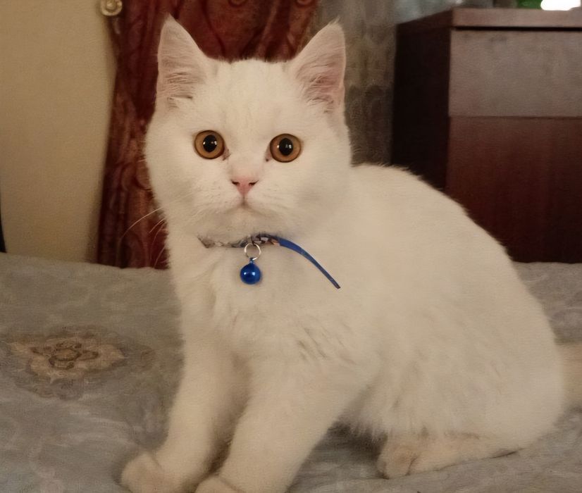 Продаётся британский котенок