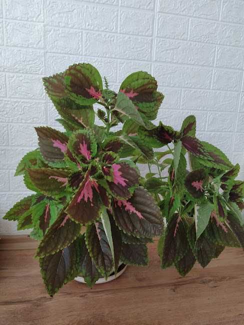 стайни растения + отстъпка