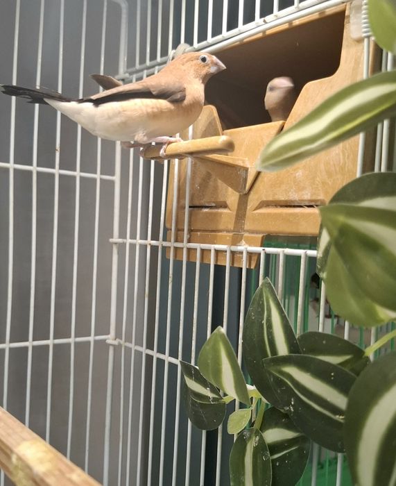 Canari razza plus zebre bonus
