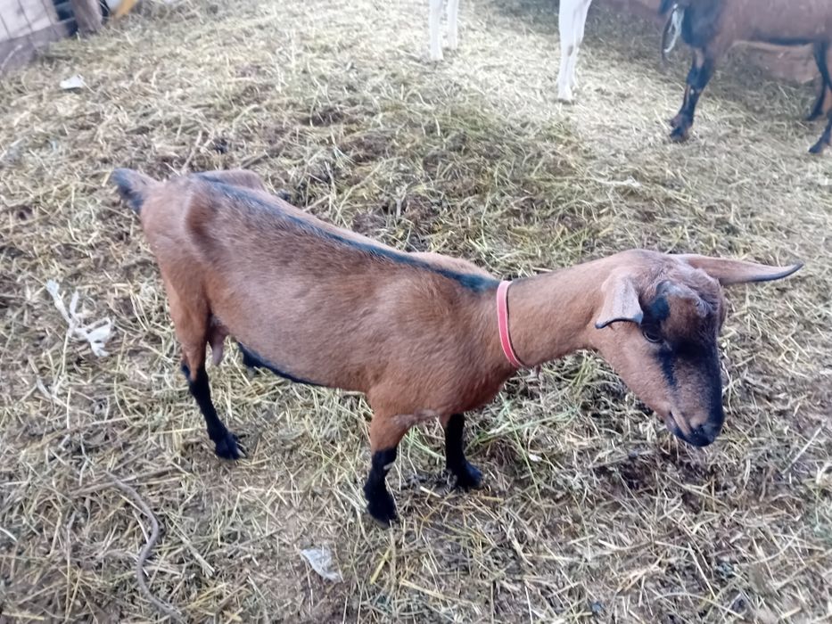 Capre de vanzare