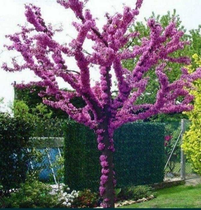 Manzarali gul daraxtlar gujum yuxa