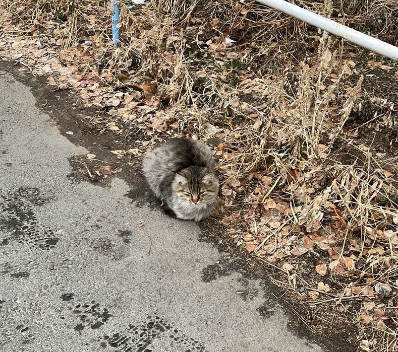 Бесплатно в хорошие руки