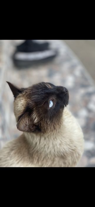 pisica siameza 3 ani