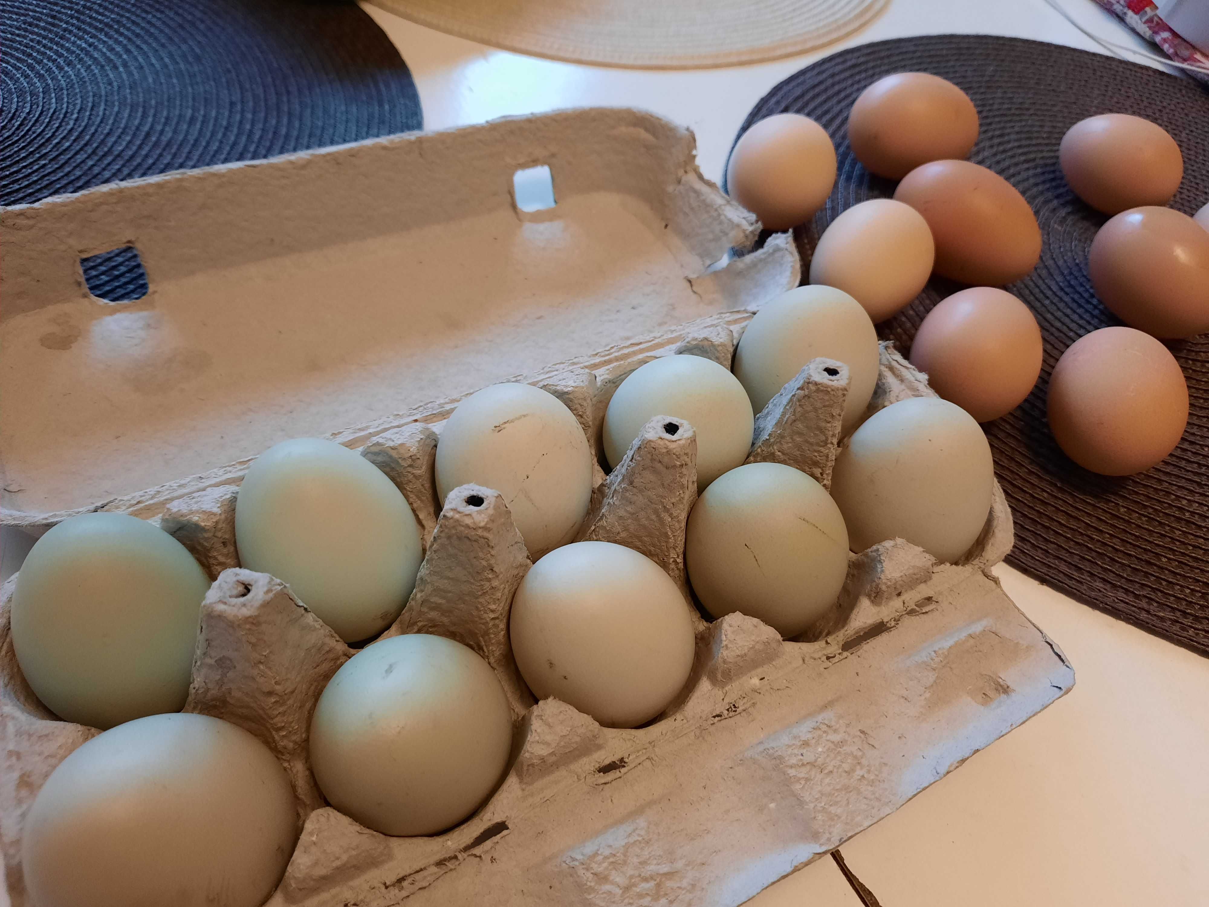 pui wyandotte , araucana, brahma potarnichiu