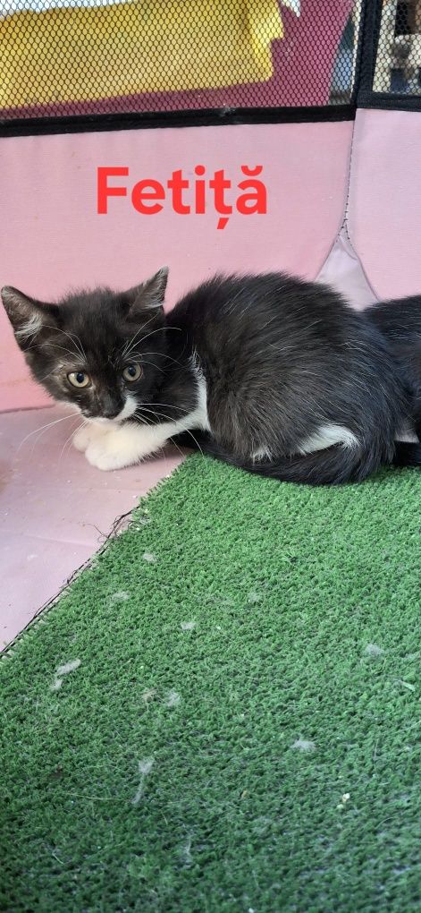 ‼️ Pisici Sterilizat pt adopție ‼️