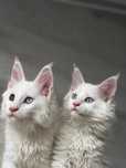 Мейн кун котенца / Мейн куун котенца / Maine coon kittens