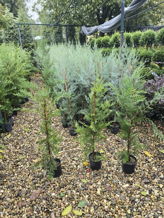 Leylandii chipaross la ghiveci