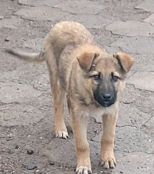 Продаются щенок 2000