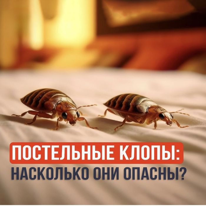 Дезинфекция насекомых помещение клоп таракан вирус клещи блоха мышей