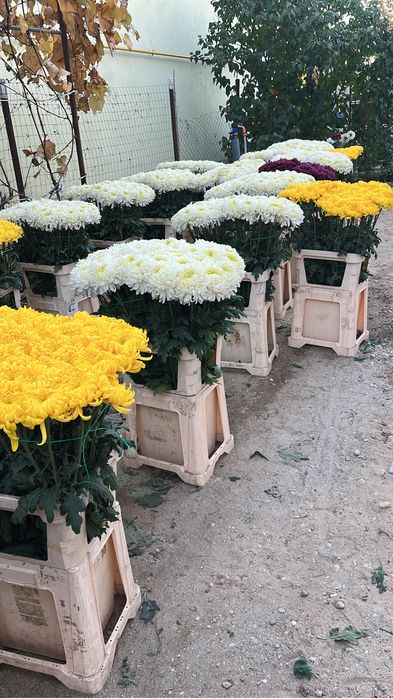 Radacini crizantema toate culorile