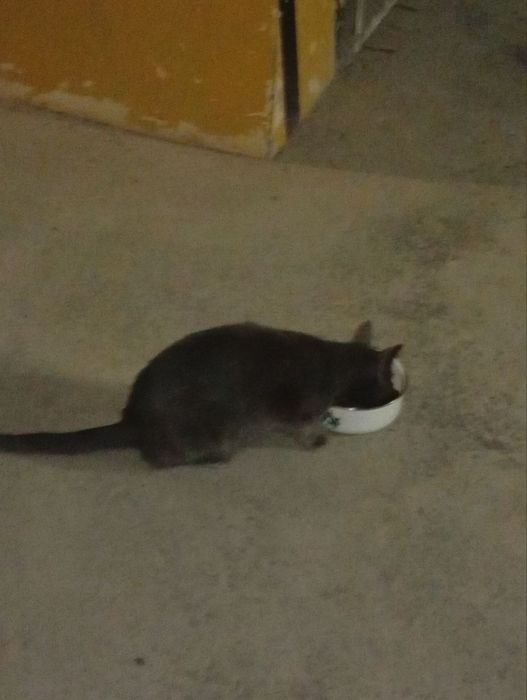 Tekinga mushuk va bolalari