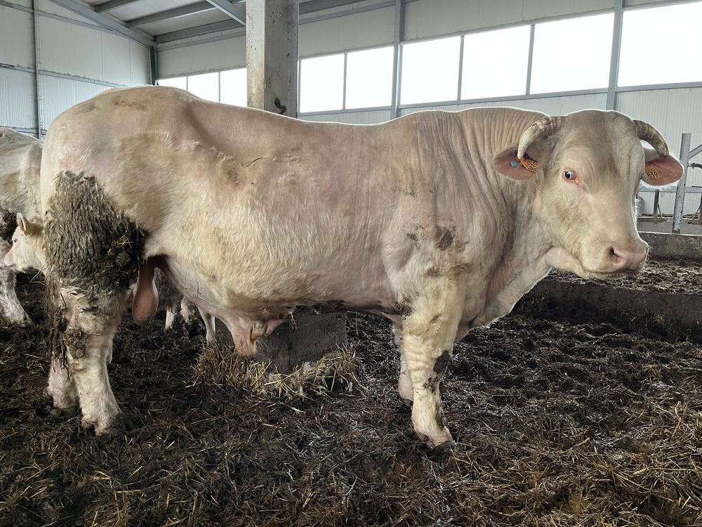 Taur reproductie charolais