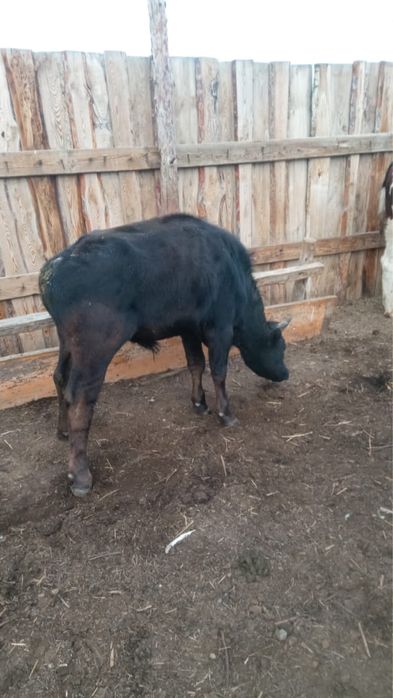 Продам бычков 8 шт 1.5 ки по 550 т