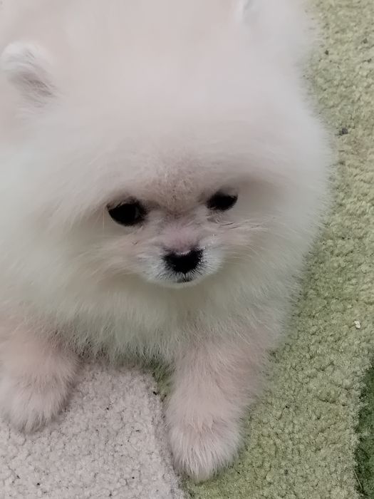 Померан мини - мъжко