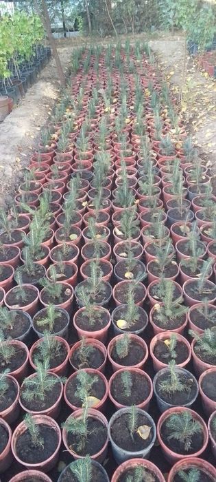 Продаю Голубые и Серебристые Ели в горшках