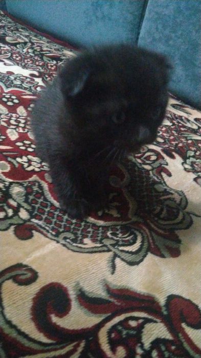 Продам котят 2 месяца