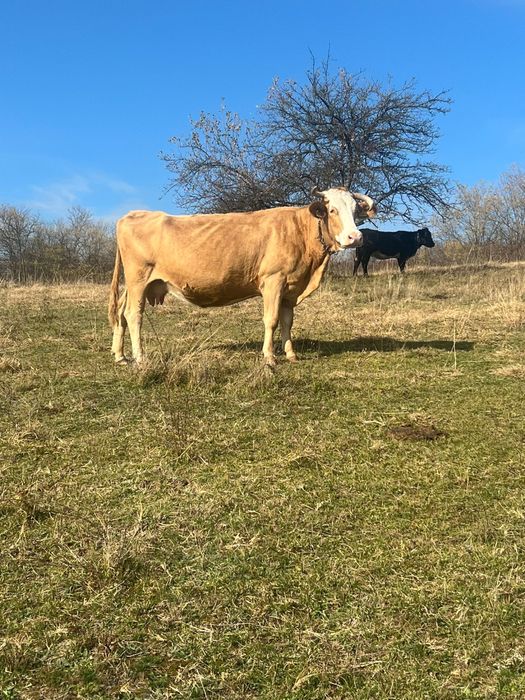 vaca buna de vanzare