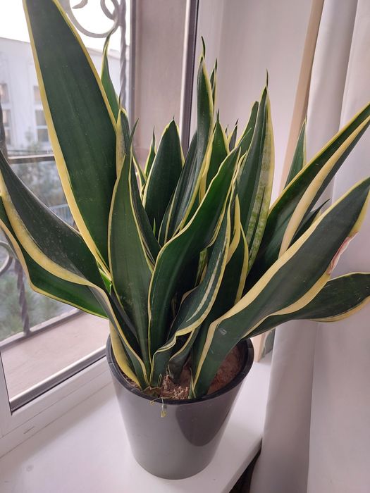 Сансевьерия голд