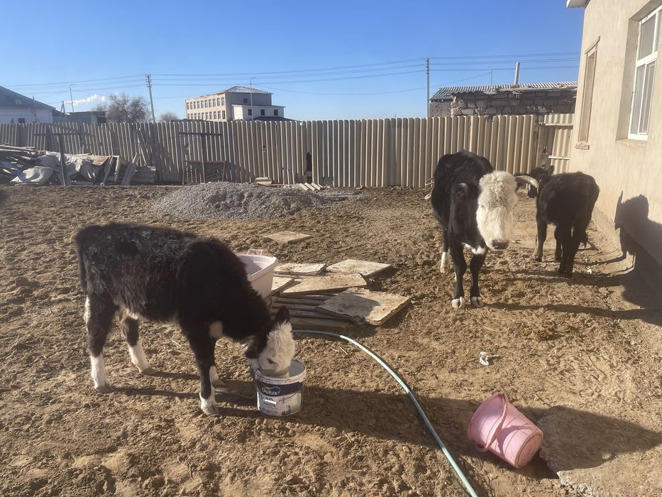 Бұзаулы сиыр сатылады