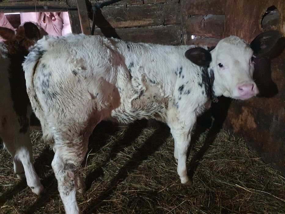 Vand vitea belgiana de 2 luni