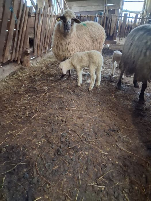 Miei albi de vanzare