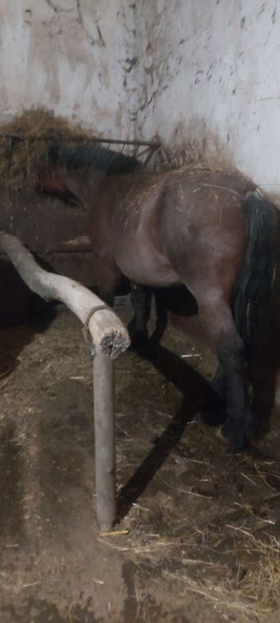 Iapa deresa și armasar