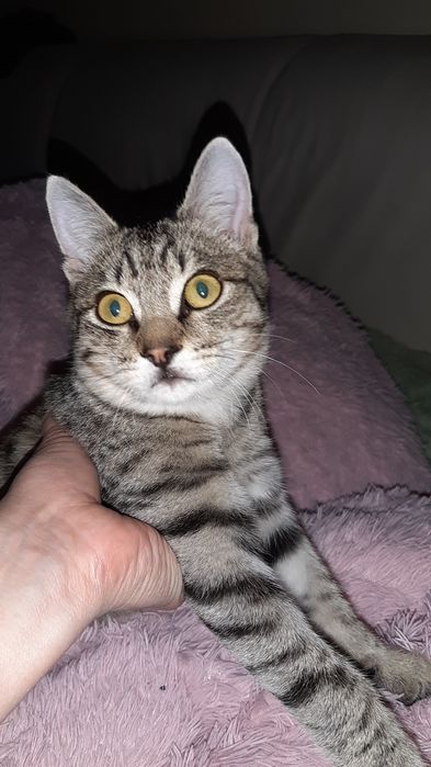 Отдам котика в хорошие руки