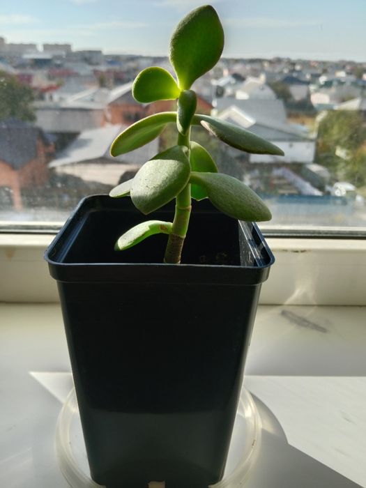 Комнатные растения разные