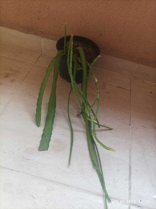 Саксийни, стайни растения