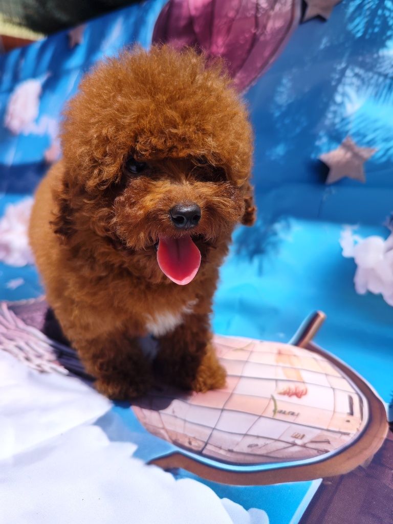 Пудел Той /Toy poodle / Родословие - Цялостна документация