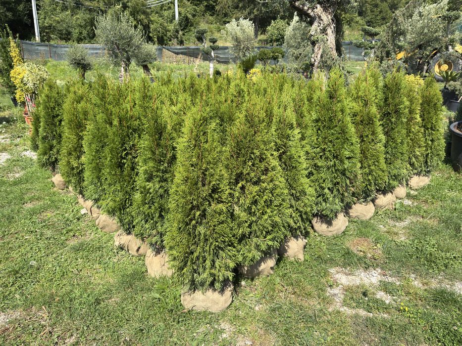 Vand si amenajez curti cu plante si gazon