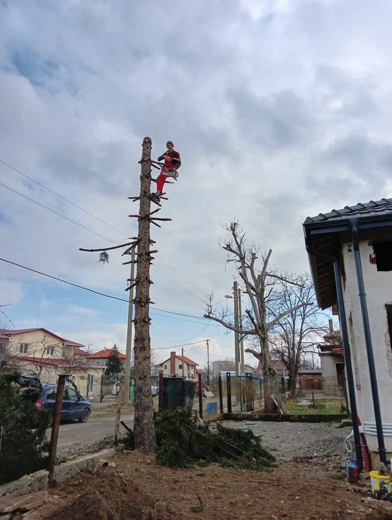 Рязане на опасни дървета арбористи алпинисти кастрене премахване