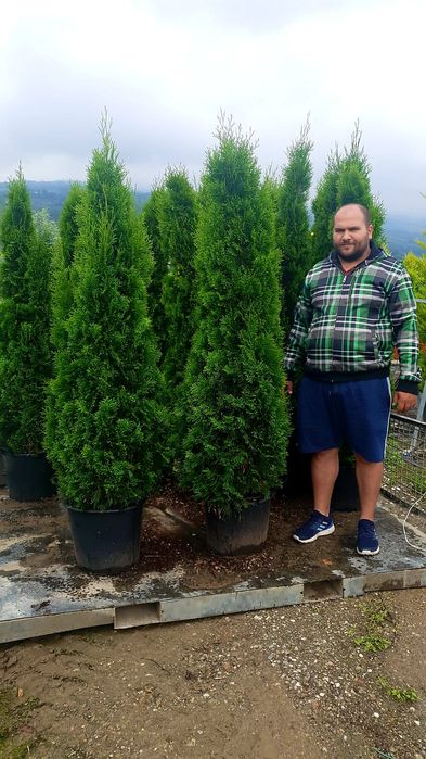 Tuia la ghiveci 2m - 2.3m ( thuja smaragd,  columnaris )